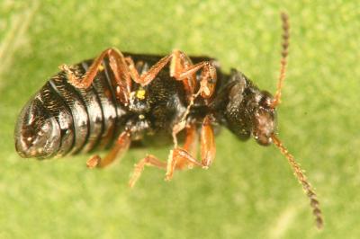 <i>Eusphalerum atrum</i>