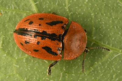 <i>Cassida murraea</i>