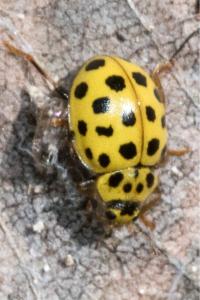 <i>Psyllobora vigintiduopunctata</i>