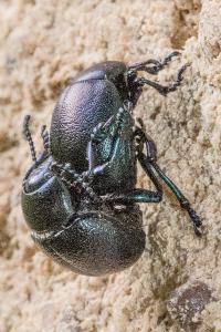 <i>Timarcha goettingensis</i>