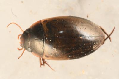 <i>Agabus paludosus</i>