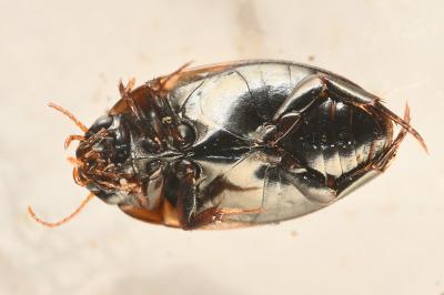 <i>Agabus paludosus</i>