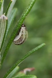 <i>Chrysolina americana</i>