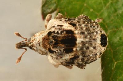 <i>Cionus alauda</i>