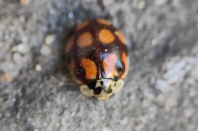 <i>Adalia decempunctata</i>