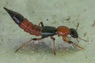 <i>Paederus littoralis</i>