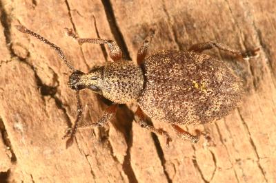 <i>Otiorhynchus veterator</i>