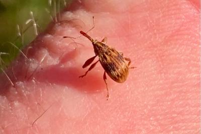 <i>Anthonomus rectirostris</i>