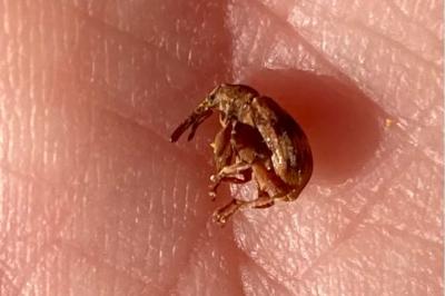 <i>Anthonomus rectirostris</i>