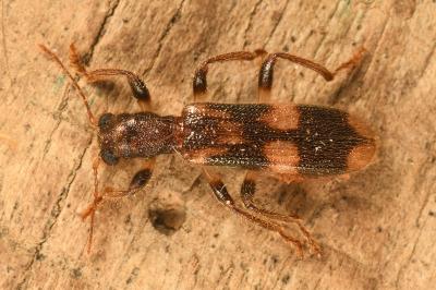<i>Opilo mollis</i>