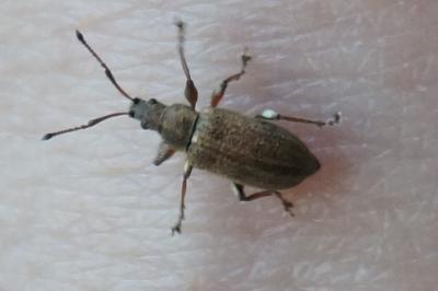 <i>Phyllobius pyri</i>