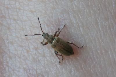 <i>Phyllobius pyri</i>