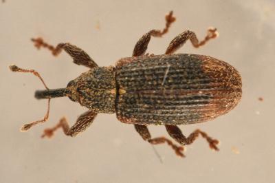 <i>Bradybatus kellneri</i>