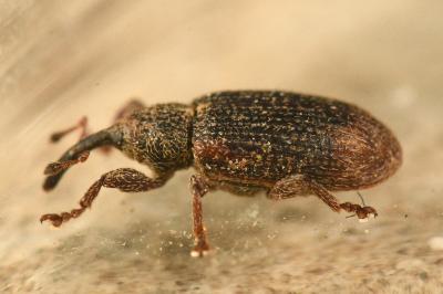 <i>Bradybatus kellneri</i>