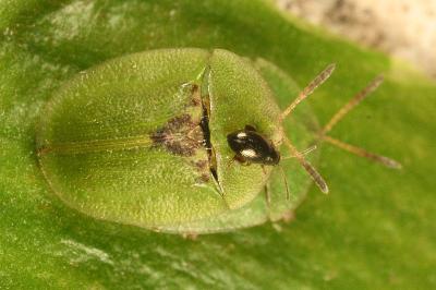 <i>Cassida rubiginosa</i>