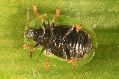 <i>Cassida rubiginosa</i>