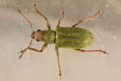 <i>Pachyrhinus lethierryi</i>