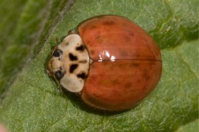 <i>Harmonia axyridis</i>