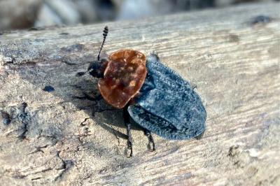 <i>Oiceoptoma thoracicum</i>