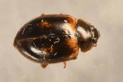 <i>Aphidecta obliterata</i>