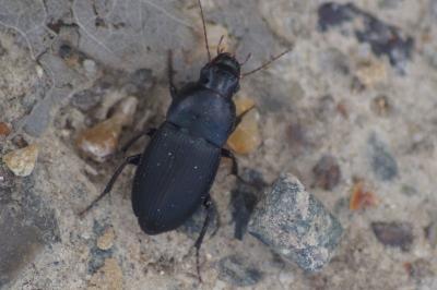 <i>Harpalus dimidiatus</i>