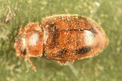 <i>Rhyzobius chrysomeloides</i>