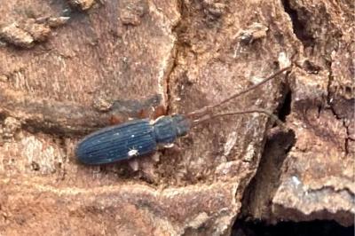 <i>Uleiota planatus</i>