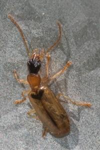 <i>Demetrias atricapillus</i>