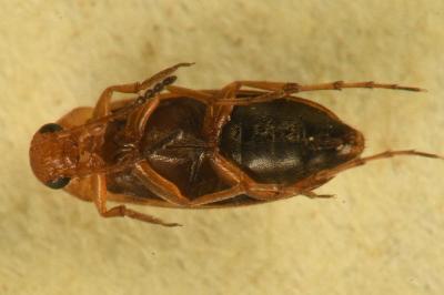 <i>Anaspis maculata</i>