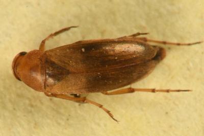 <i>Anaspis maculata</i>