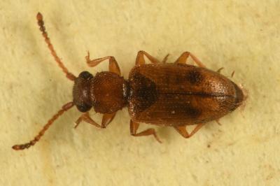 <i>Psammoecus bipunctatus</i>