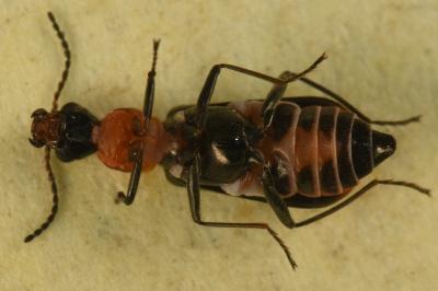 <i>Attalus minimus</i>