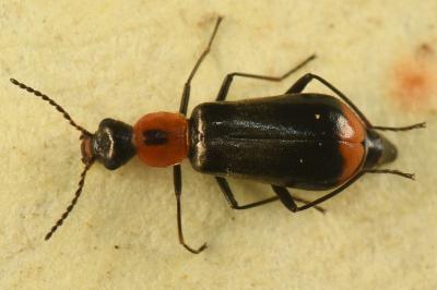<i>Attalus minimus</i>