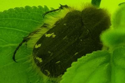 <i>Tropinota hirta</i>