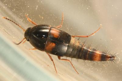 <i>Sepedophilus bipustulatus</i>