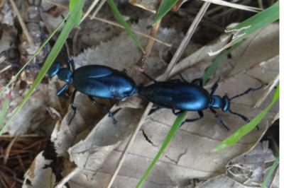 <i>Meloe violaceus</i>
