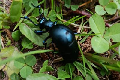 <i>Meloe violaceus</i>