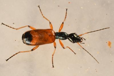 <i>Odacantha melanura</i>