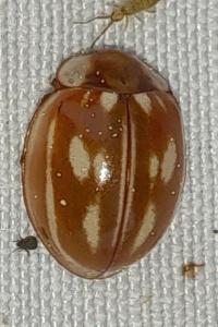 <i>Myzia oblongoguttata</i>