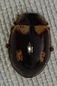 <i>Aphidecta obliterata</i>