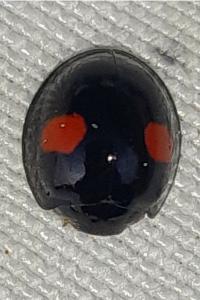 <i>Chilocorus renipustulatus</i>