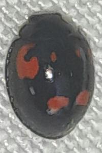 <i>Exochomus quadripustulatus</i>