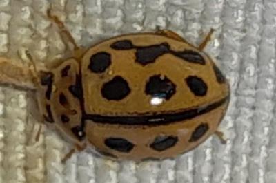 <i>Tytthaspis sedecimpunctata</i>