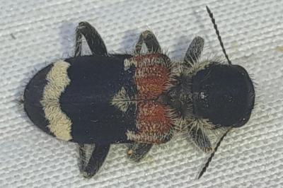 <i>Clerus mutillarius</i>