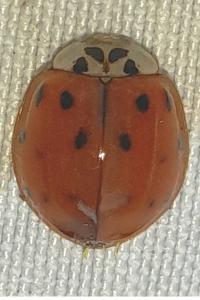 <i>Harmonia axyridis</i>