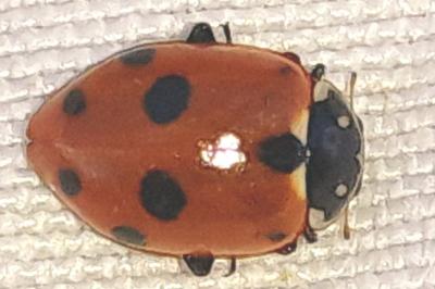 <i>Hippodamia variegata</i>