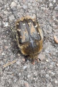 <i>Tropinota hirta</i>