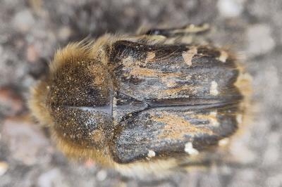 <i>Tropinota hirta</i>