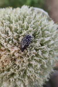 <i>Oxythyrea funesta</i>