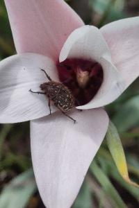 <i>Oxythyrea funesta</i>